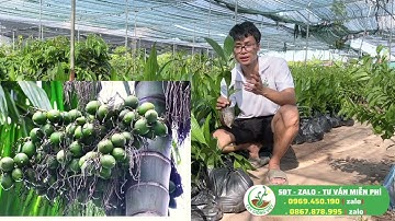 Cau giống tứ thời - cau tứ quý dòng cau cao sản năng suất nhất hiện tại || sdt/0867.878.995