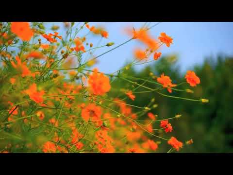 nature beauty, nature flowers relaxing video song underwater