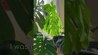 I Wasn't Expecting This After Chopping My Monstera 😳🌿