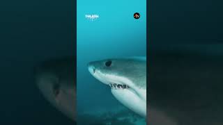Dévoré par un requin, il invente la cage pour mieux les observer - #thalassa #shark #australia