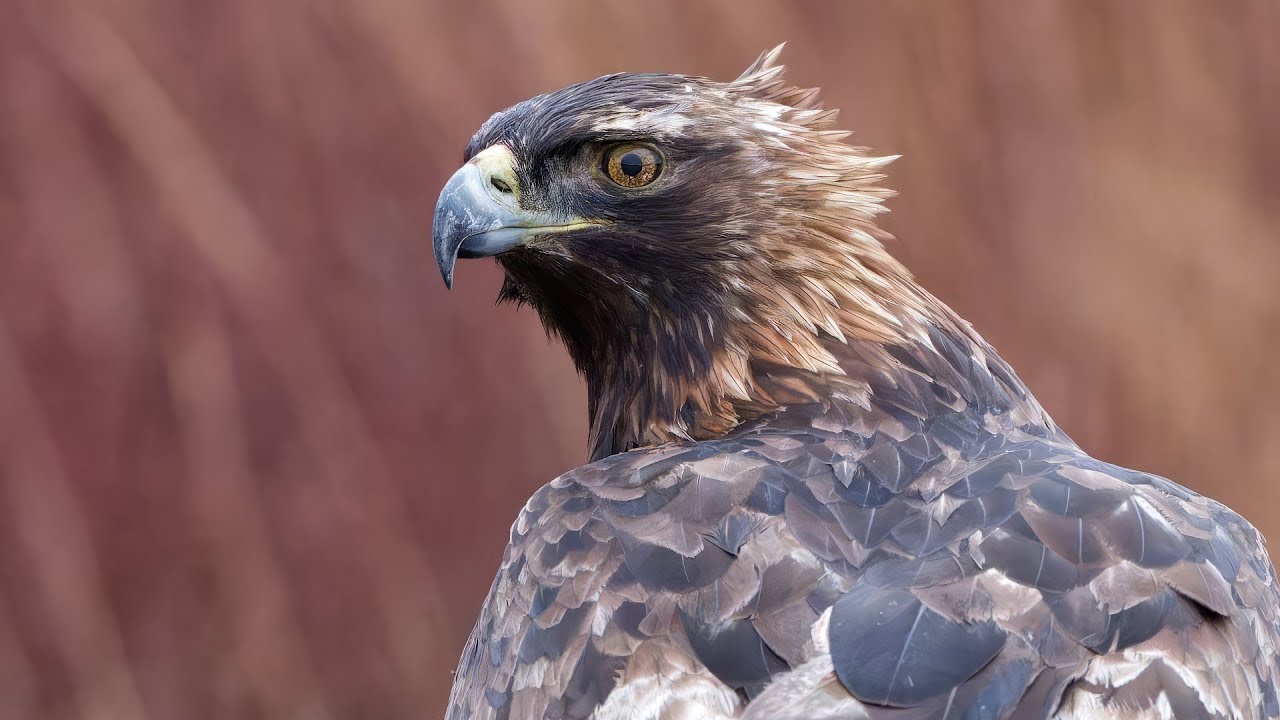 Golden Eagle from Alan McFadyen's hide, Scotland.
