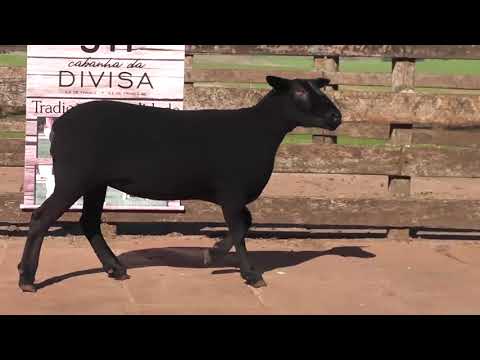 LOTE 35 - JM DA DIVISA TEXEL NC 75