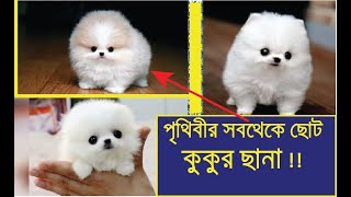 Smallest Dog In the World || Smallest Cute Puppy | Cute little puppy |