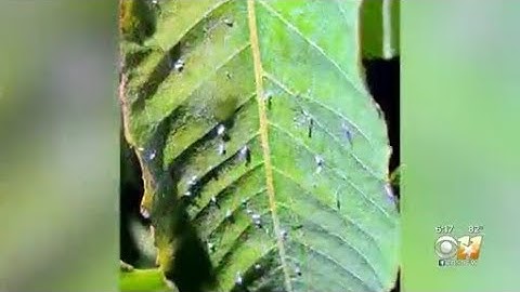 If your car is sticky or if you see webs hanging from trees, it