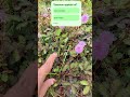 Tanaman misterius#flowers