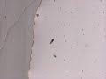 Real-time Paramecium Video Tracking: SimpleXYZ + YOLOv8