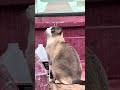 #animallovers #funny