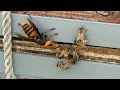 Giant hornets vs honey bees differences between western bee and japanese bee