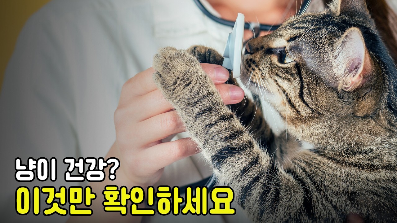 내 고양이, 건강한 걸까? 집에서 확인하는 7가지 체크포인트