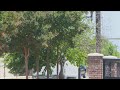 Tree canopy conservation efforts in Bakersfield