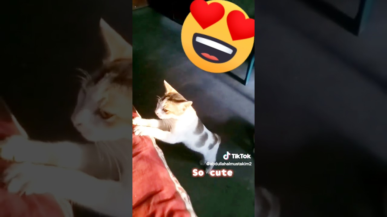 Cute Kitty🐭🐱🍁l 