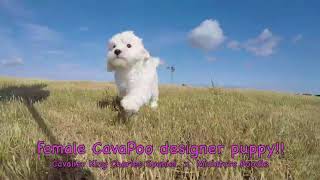 Luna female CavaPoo designer puppy available for adoption