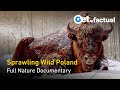 Wild poland  europes nature reserve  full nature documentary