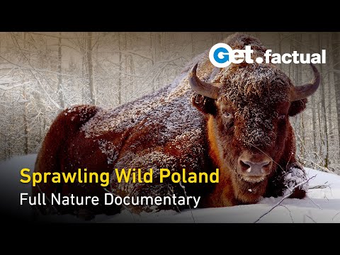 Wild Poland - Europe&rsquo;s Nature Reserve - Full Nature Documentary