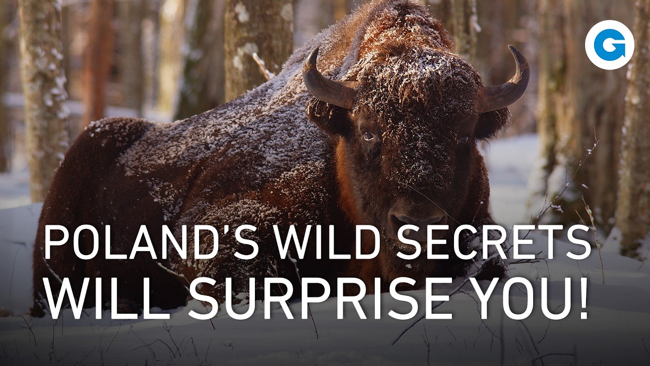 Жизнь на грани: выживание в суровых условиях дикой природы Польши