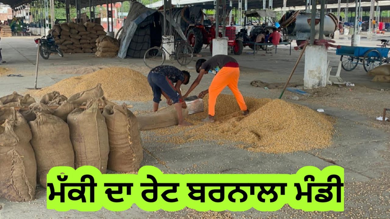 ਮੱਕੀ ਦਾ ਕੀ ਰੇਟ ਚੱਲ ਰਿਹਾ ਬਰਨਾਲੇ। ਗਿੱਲੀ ਸੁੱਕੀ ਮੱਕੀ ਹੋਣ ਕਰਕੇ ਰੇਟ ਘੱਟ ਵੱਧ ਵੀ ਹੋ ਸਕਦਾ।