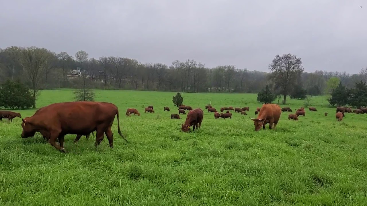 What to do when grass grows faster than you can graze it.
