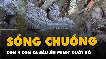 Còn 4 con cá sấu sổng chuồng ‘ẩn mình’ dưới hồ nước công viên ở Rạch Giá