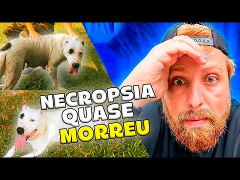 Necropsia quase morreu 😢😢
