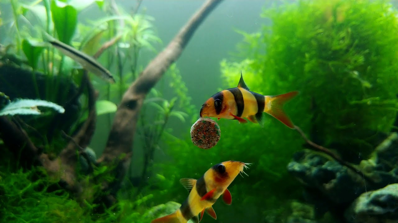 Clown Loach Filtration And Feeding Reference: Clown Loach Novotab Feeding 4K Close Up