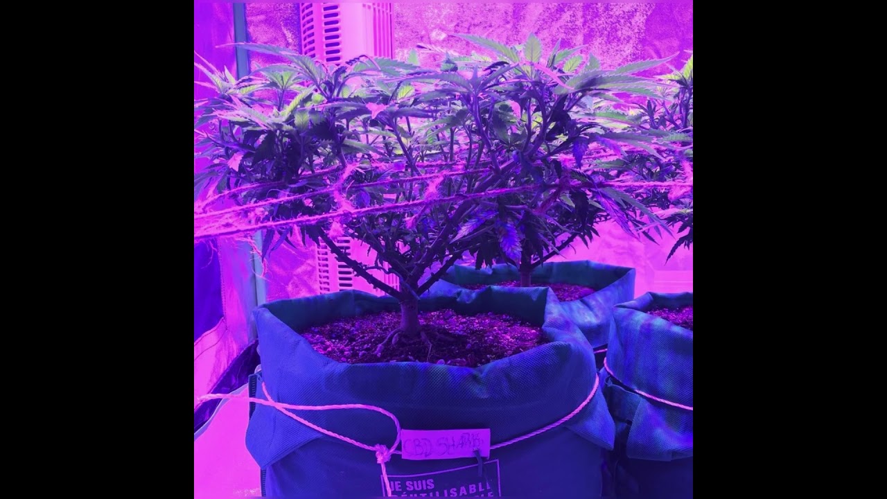Pre-Flower Stage Video for the Jack Herer/CBD Blueberry & CBD Shark plants!