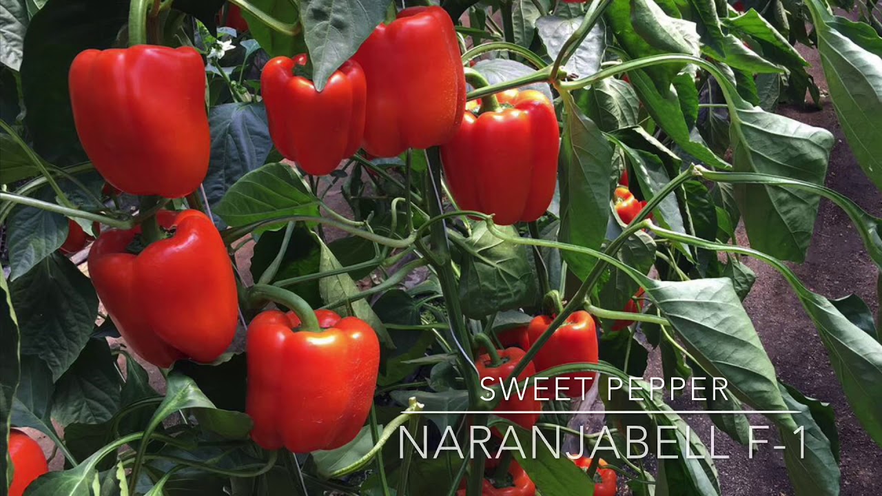 Greenhouse Peppers in the Dominican Republic YouTube