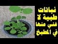 طريقة زراعة الزعتر cultivation of thyme