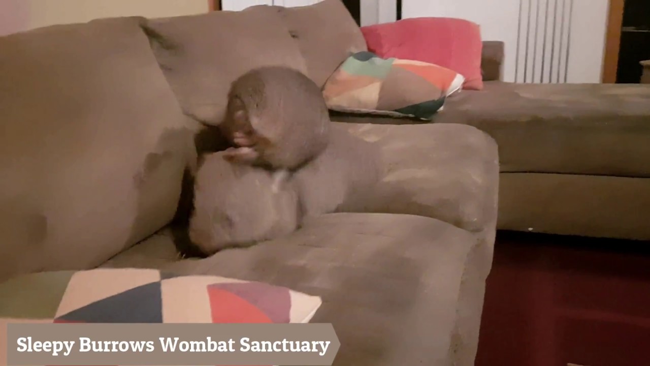 Wombats Crackers and Bonkers   enough said