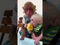 Smart monkey feeds baby monkey delicious dumplings #monkeyshort #smartmonkey