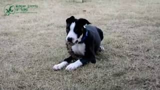 January Pets at the Humane Society of Yuma