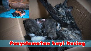 Abandoned Baby Kitten Rescue: Back To Life'