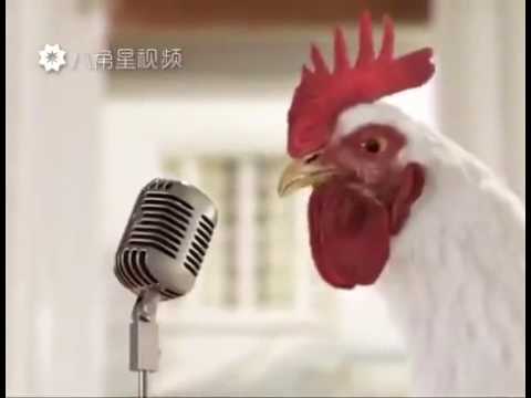 Video: Kan dominique-kyllinger flyve?