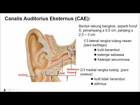 Video: Apa fungsi reses epitimpani?