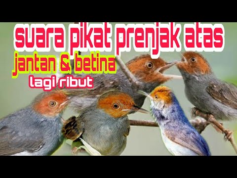 SUARA PIKAT PRENJAK ATAS ribut terbaru