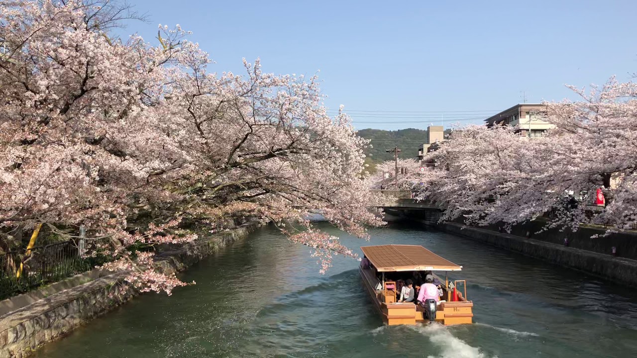 kyoto sakura river cruise