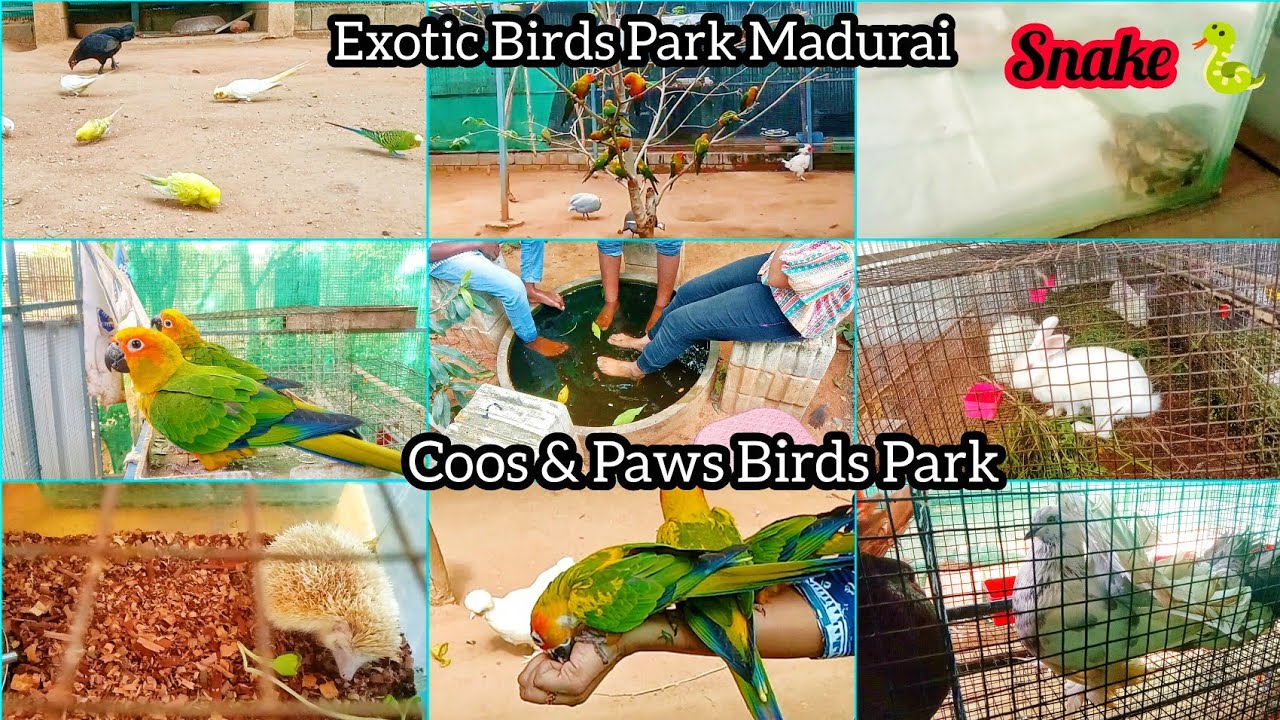 Madurai's First Exotic Birds Park 🕊️🦜🐦 Coos and Paws Park Chatrapatti