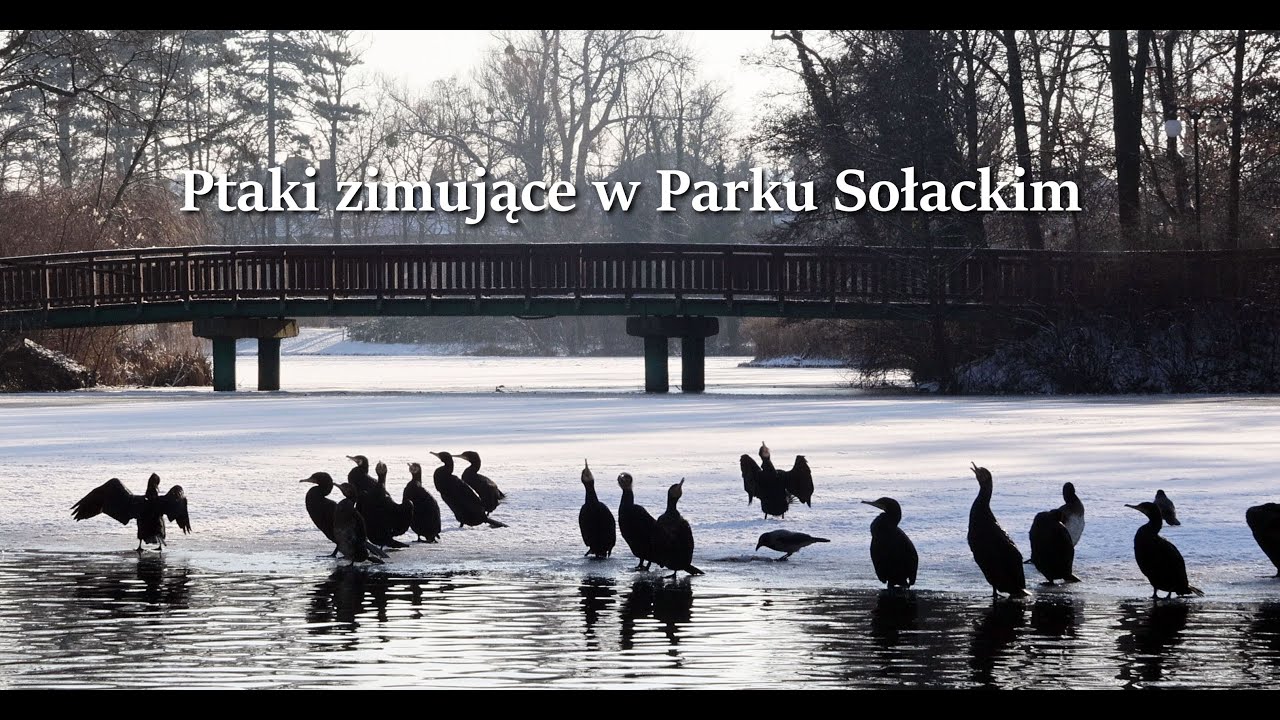 Ptaki wodne zimujące w Parku Sołackim w Poznaniu