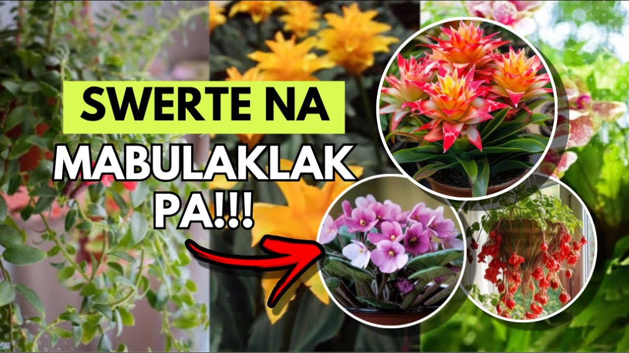 MGA HALAMANG NAPAKA BISANG PAMPAGANDA NG LOOB NG BAHAY!