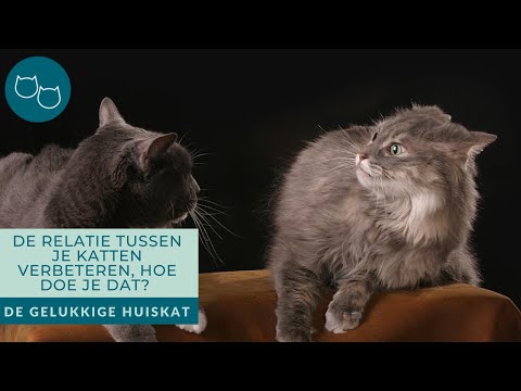Video: 5 eenvoudige manieren om uw kat gelukkiger te maken