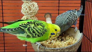 7 hours of budgie sounds