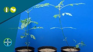 Herbicides: Roundup Xtend® Weed Control in Action Against Common Ragweed