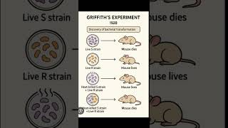 Title: Bacteria ne Mice ko kaise maara? 🐭#ScienceFacts #MicrobiologyStudent #Griffith #Genetics