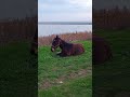 Horse 🐎 lies down and enjoys the view of the lake / Лошадка 🐴 лежит и наслаждается видом на озеро +