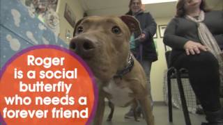 "Roger" from the Almost Home Animal Shelter - 6abc Shelter Me