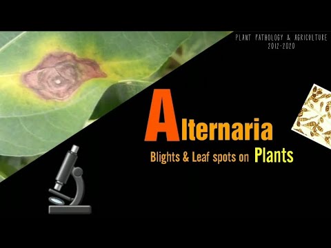 וִידֵאוֹ: Cucurbits With Alternaria Leaf Blight - שליטה בכתם עלי Alternaria על מלפפונים