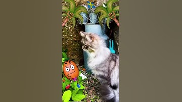 Thumbnail of Will 😻 Eat My 🥥🥜 😨?! Track: I’m a Coconut - Coconut Hen 🥥🌈