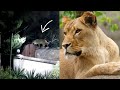 A lioness steals pet dog from a house