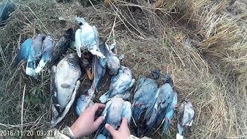 Dove and pigeon hunting HD edition...decoying them with a duck mojo decoy fall season
