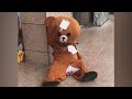 Lovely little bear everyday, TRY NOT TO LAUGH &amp; Funny Pranks Compilation - 2019#69