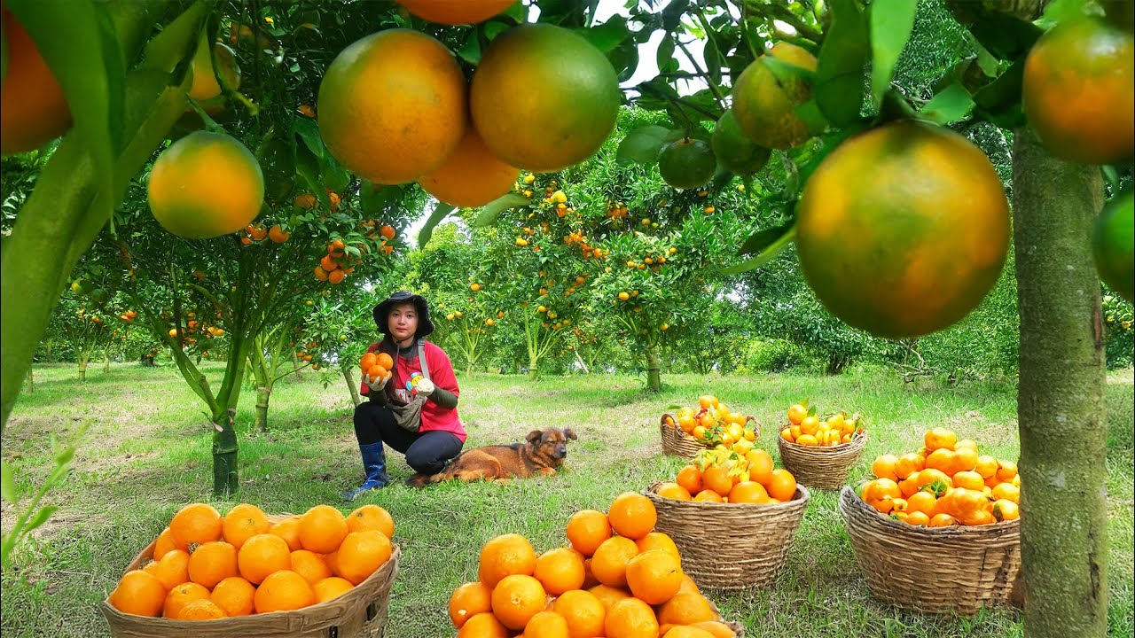 Harvest Canh Oranges Goes To Market Sell – Care For Vegetables And Livestock On My Farm| Tieu Lien